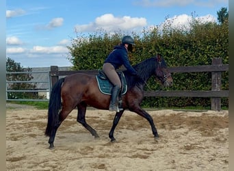 PRE Mix, Merrie, 11 Jaar, 163 cm, Bruin