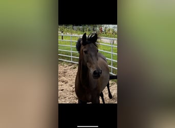 PRE Mix, Merrie, 11 Jaar, 170 cm, Donkerbruin