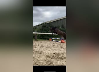 PRE Mix, Merrie, 11 Jaar, 170 cm, Donkerbruin
