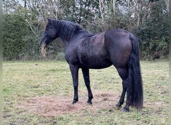 PRE Mix, Merrie, 11 Jaar, 170 cm, Zwart