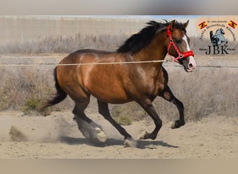 PRE, Merrie, 11 Jaar, Bruin