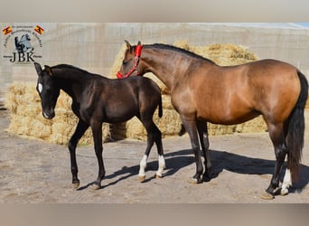 PRE, Merrie, 11 Jaar, Bruin