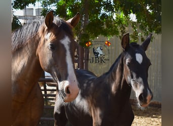 PRE, Merrie, 11 Jaar, Bruin