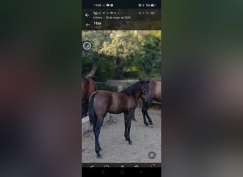 PRE, Merrie, 11 Jaar, Zwart