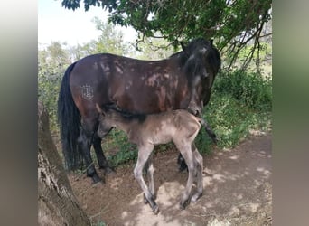 PRE, Merrie, 11 Jaar, Zwart