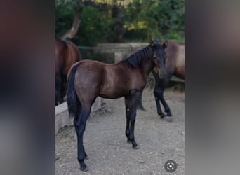 PRE, Merrie, 11 Jaar, Zwart