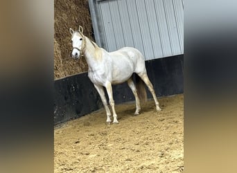 PRE, Merrie, 12 Jaar, 160 cm, Schimmel