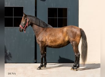 PRE, Merrie, 12 Jaar, 160 cm, Zwart