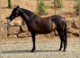 PRE, Merrie, 12 Jaar, 160 cm, Zwart
