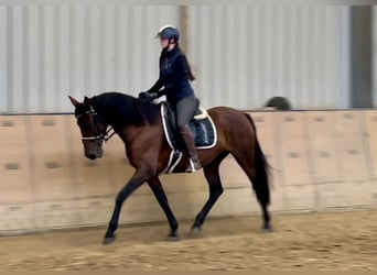 PRE Mix, Merrie, 12 Jaar, 162 cm, Bruin