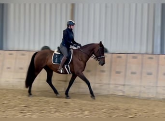 PRE Mix, Merrie, 12 Jaar, 162 cm, Bruin