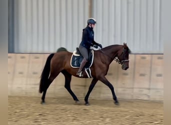 PRE Mix, Merrie, 12 Jaar, 162 cm, Bruin