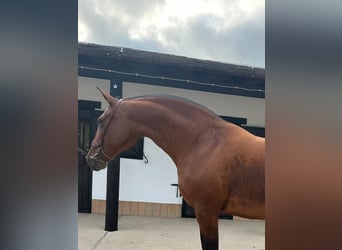 PRE, Merrie, 12 Jaar, 165 cm, Bruin