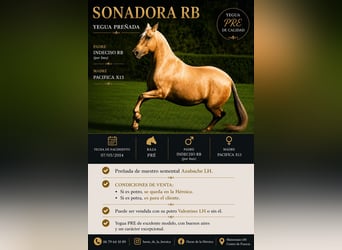 PRE, Merrie, 12 Jaar, 165 cm, Palomino