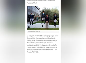 PRE Mix, Merrie, 12 Jaar, 169 cm, Bruin