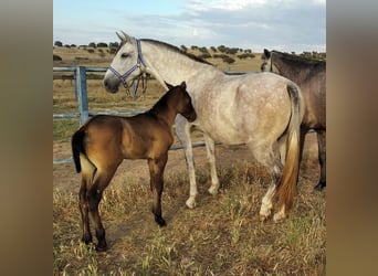 PRE, Merrie, 12 Jaar, 170 cm, Vliegenschimmel