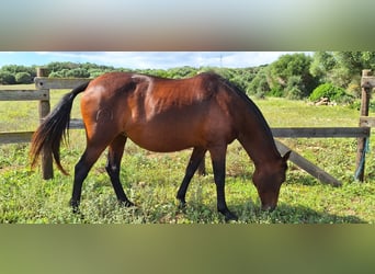 PRE, Merrie, 12 Jaar, Bruin