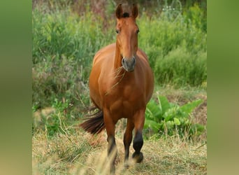 PRE, Merrie, 12 Jaar