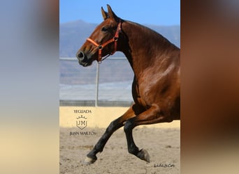 PRE, Merrie, 12 Jaar