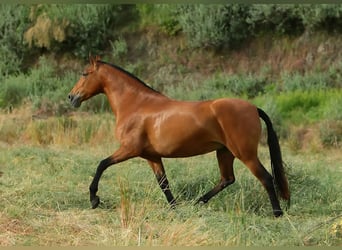 PRE, Merrie, 12 Jaar