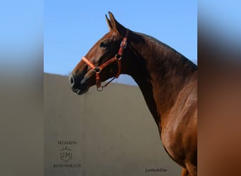 PRE, Merrie, 12 Jaar