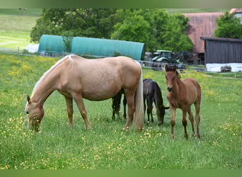PRE, Merrie, 12 Jaar, Palomino