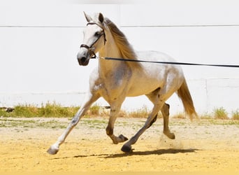 PRE, Merrie, 12 Jaar, Schimmel