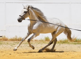 PRE, Merrie, 12 Jaar, Schimmel
