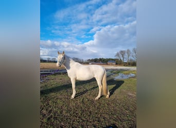 PRE Mix, Merrie, 13 Jaar, 143 cm, Schimmel