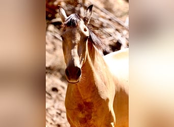 PRE Mix, Merrie, 13 Jaar, 155 cm, Falbe