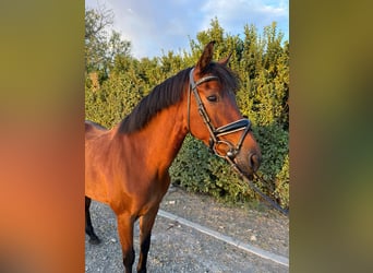 PRE, Merrie, 13 Jaar, 160 cm, Bruin
