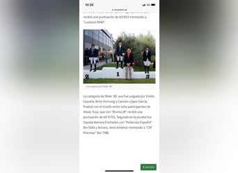 PRE Mix, Merrie, 13 Jaar, 169 cm, Bruin