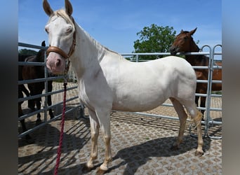 PRE, Merrie, 13 Jaar, Perlino