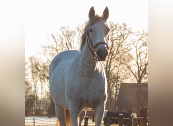 PRE Mix, Merrie, 14 Jaar, 148 cm, Vliegenschimmel