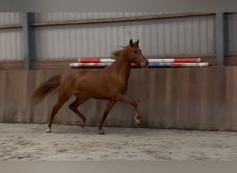 PRE Mix, Merrie, 14 Jaar, 153 cm, Vos