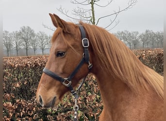 PRE Mix, Merrie, 14 Jaar, 153 cm, Vos