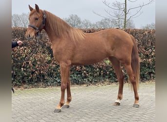 PRE Mix, Merrie, 14 Jaar, 153 cm, Vos