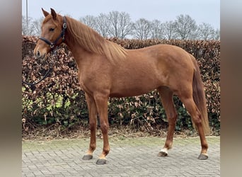 PRE Mix, Merrie, 14 Jaar, 153 cm, Vos