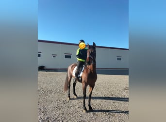 PRE Mix, Merrie, 14 Jaar, 160 cm, Bruin