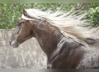 PRE, Merrie, 14 Jaar, 163 cm, Buckskin