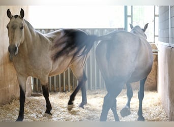 PRE, Merrie, 14 Jaar, 163 cm, Buckskin