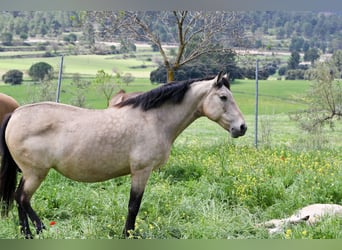 PRE, Merrie, 14 Jaar, 163 cm, Buckskin