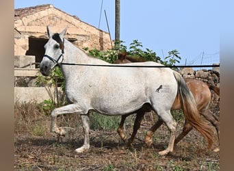 PRE Mix, Merrie, 14 Jaar, 164 cm, Schimmel