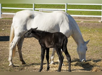 PRE Mix, Merrie, 14 Jaar, Schimmel