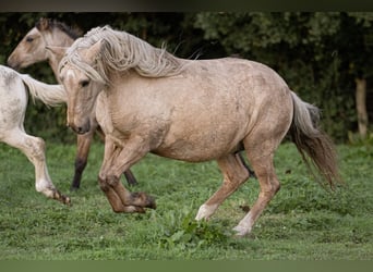 PRE Mix, Merrie, 15 Jaar, 156 cm, Palomino