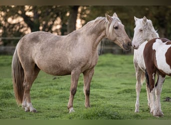 PRE Mix, Merrie, 15 Jaar, 156 cm, Palomino