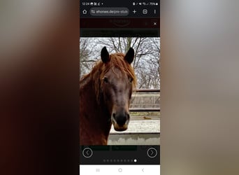 PRE Mix, Merrie, 15 Jaar, 158 cm, Vos