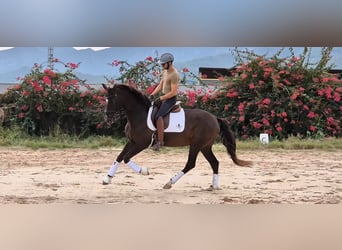 PRE Mix, Merrie, 15 Jaar, 162 cm, Bruin