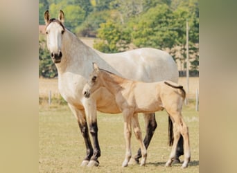 PRE, Merrie, 15 Jaar, 162 cm, Falbe