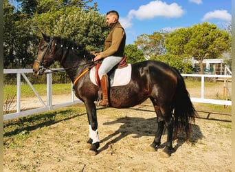 PRE Mix, Merrie, 15 Jaar, 162 cm